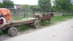 Een traditionele ossenwagen