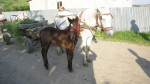 Anderhalf pk